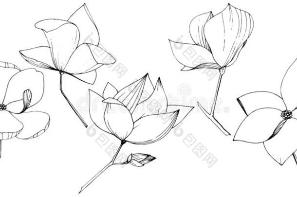 矢量木兰一种高级数据库用户语言植物学的花.黑的和白色的<strong>铭记</strong>
