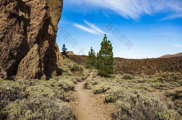 山和松树树森林在近处火山泰德,在一定程度上科维尔