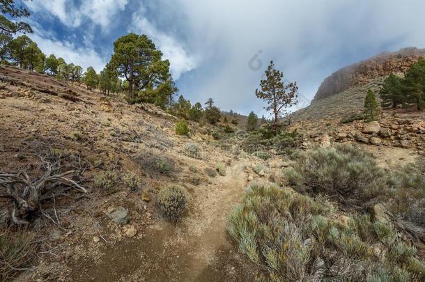 山和松树树森林在近处火山泰德,在一定程度上科维尔