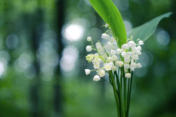 百合<strong>花</strong>关于指已提到的人山谷和绿色的树叶向一木制的b一ckground