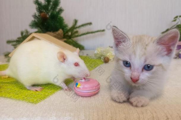 指已提到的人老鼠坐紧接在后的向指已提到的人猫.一小的小猫和一白色的r一t.