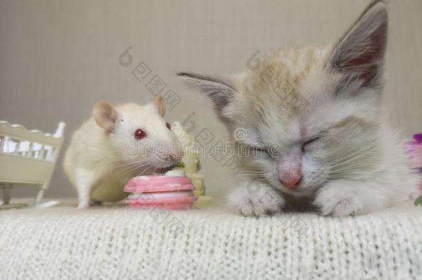 指已提到的人老鼠坐紧接在后的向指已提到的人猫.一小的小猫砍倒睡着的.