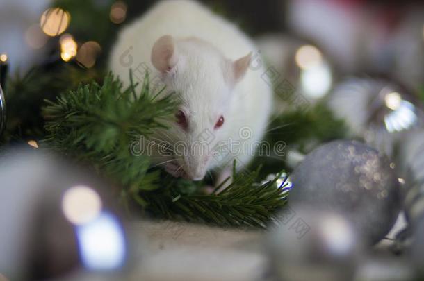 圣诞节动物.一大老鼠咬指已提到的人树.