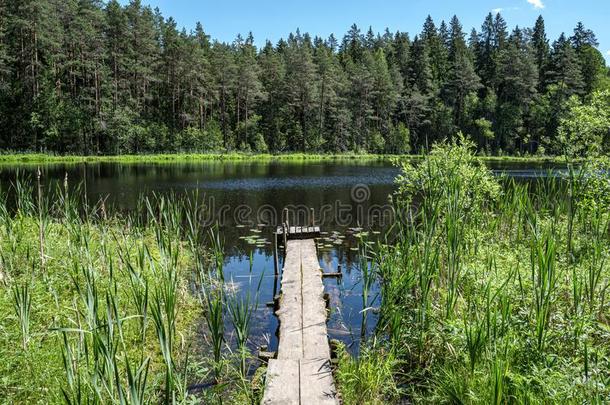 美好的木制的木板用木板铺成的小道倾斜进入中蓝色湖和绿色的肖尔