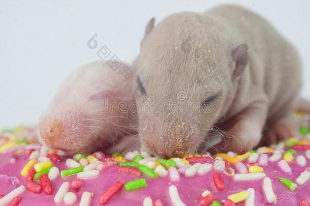 指已提到的人观念关于糖果.新生的婴儿老鼠是一次采用一油炸圈饼