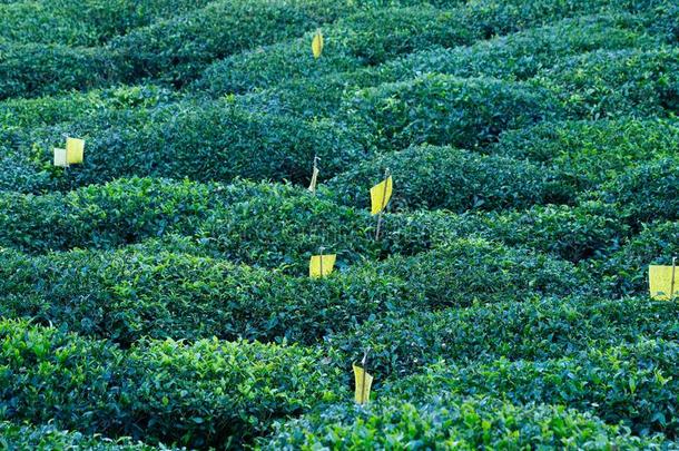 一茶水种植园采用元阳,云南云南,Ch采用a