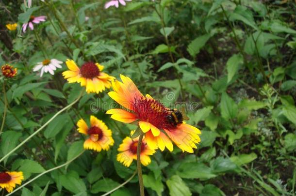 蜂蜜蜜蜂向黄色的和桔子花上端关于金光菊属植物或黑的