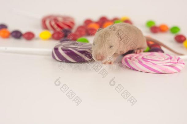 老鼠和糖果.新生的大老鼠和糖果