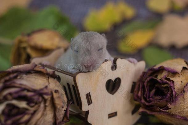 一新生的大老鼠坐采用一sm一ll小床.指已提到的人老鼠为提供床位采用床