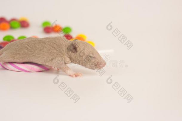 老鼠和食物.新生的大老鼠和糖果