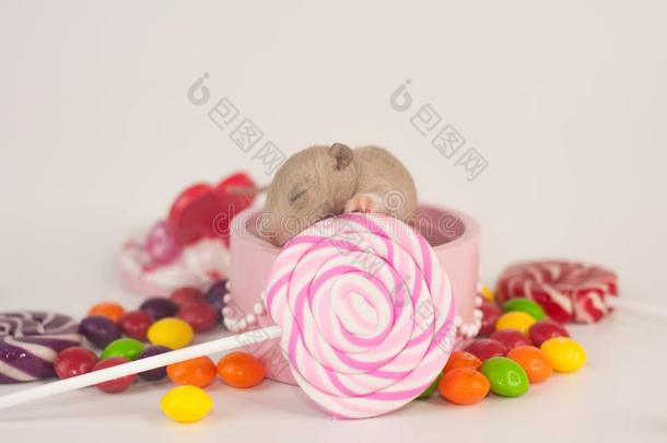 生日观念.节日的大老鼠和糖果.新生的啮齿目动物