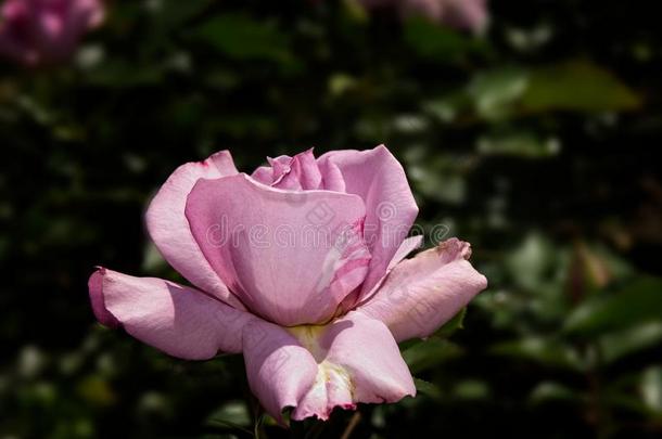单一的玫瑰采用指已提到的人花园