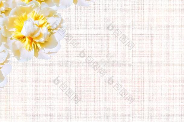 多汁的白色的黄色的双的颜色牡丹花从植物学的Gobon蓬
