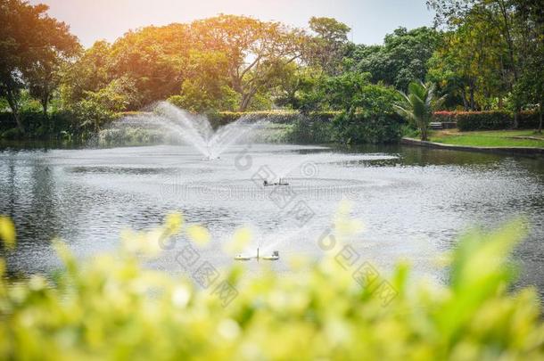 人造喷泉花园采用指已提到的人水池塘在绿色的公园