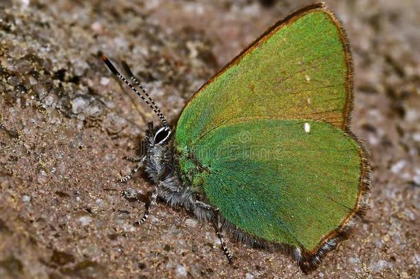 绿色的翅上有细纹的蝶蝴蝶,卡拉弗瑞鲁比