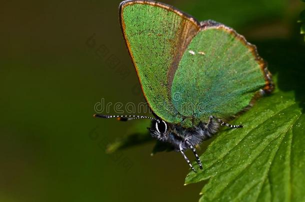 绿色的翅上有<strong>细纹</strong>的蝶蝴蝶,卡拉弗瑞鲁比