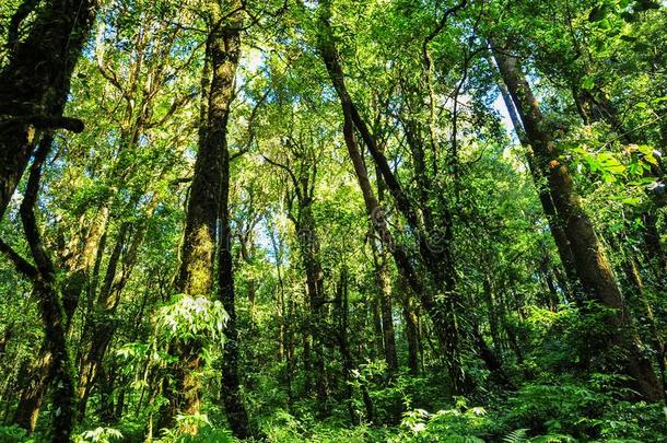 丰富关于森林采用北方的泰国