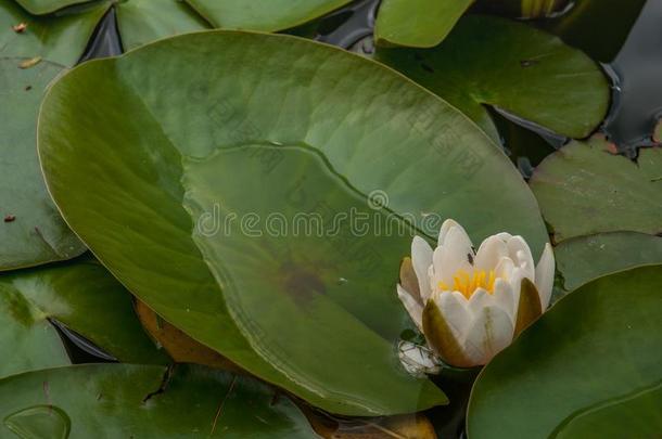 白色的水百合花,莲花或水百合花花池塘和水