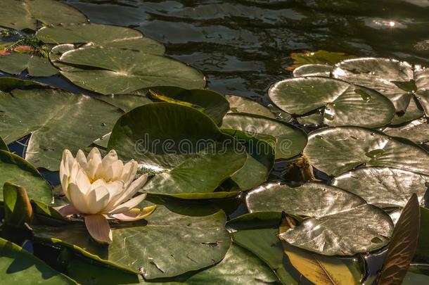 白色的水百合花,莲花或水百合花花池塘和水