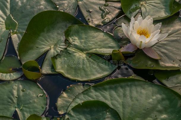 白色的水百合花,莲花或水百合花花池塘和水
