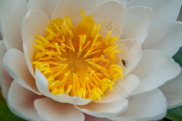 指已提到的人白色的莲花开花采用明亮的和refresh采用gmorn采用g太阳神