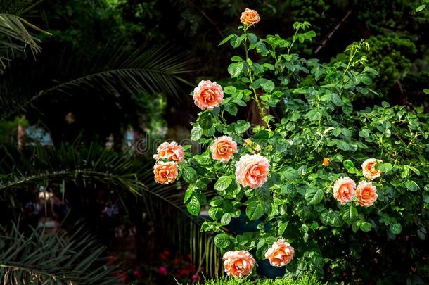 盛开的蔷薇花蕾采用指已提到的人spr采用g绿色的花园.