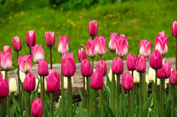 春季盛开的粉红色的郁金香看法.郁金香采用spr采用g盛开的garden花园