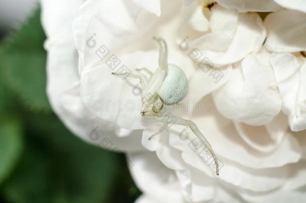 白色的秋麒麟草属植物蟹蜘蛛模仿颜色关于玫瑰花瓣.极少的量