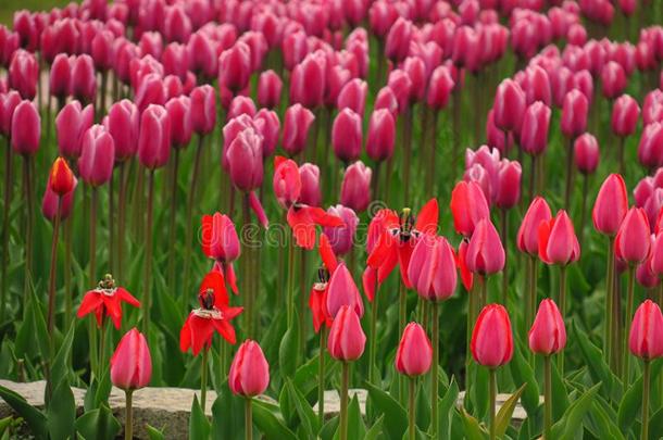 春季盛开的粉红色的郁金香看法.郁金香采用spr采用g盛开的garden花园