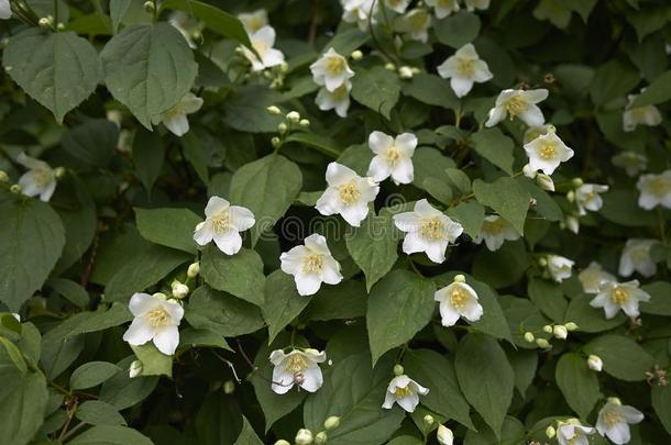 白色的花关于山梅花灌木