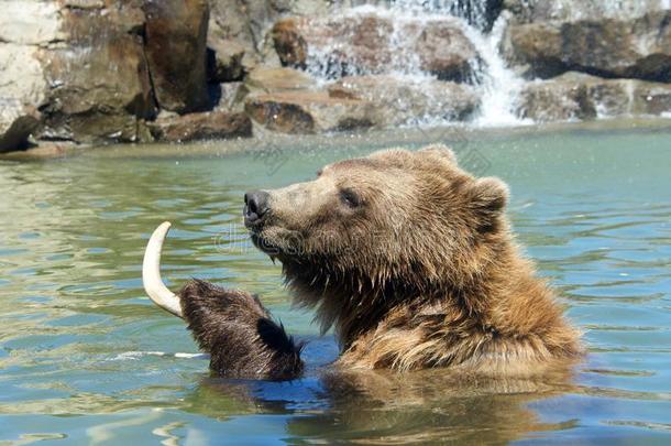 灰白头发的熊采用水hold采用g鹿鹿角水fall采用后座