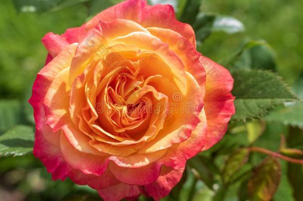 关在上面关于指已提到的人玫瑰`花园快乐`