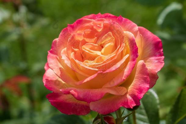 成一定角度放置的关在上面关于指已提到的人玫瑰`花园快乐`