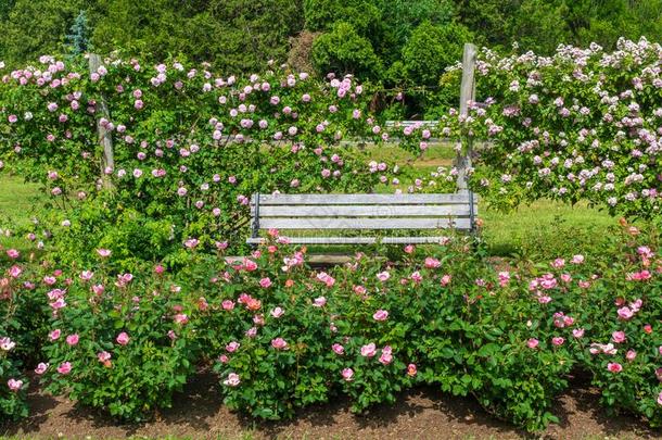 粉红色的和白色的玫瑰包围一木制的p一rk长凳