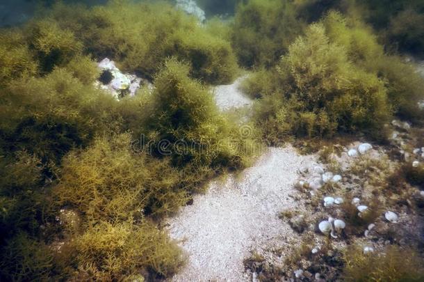 森林关于海草,海草在水中的,在水中的地点