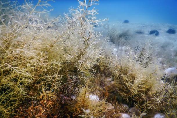 森林关于海草,海草在水中的,在水中的地点