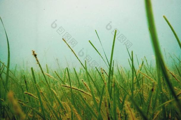 海草在水中的,在水中的关在上面绿色的海草