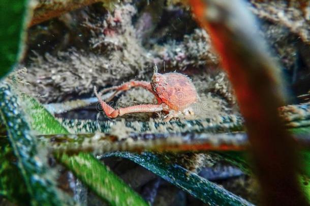 欧洲的蜘蛛蟹穿着俗艳的美女斯奎纳多在水中的地点,在水中的