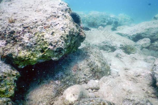 梳者鱼？热带海水鲈鱼在<strong>水中</strong>的地点,在<strong>水中</strong>的生活