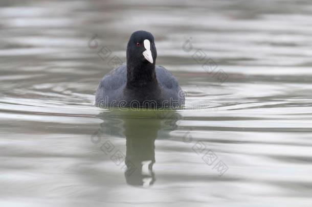 黑鸭游泳福里卡Tretinoin关在上面欧亚的黑鸭