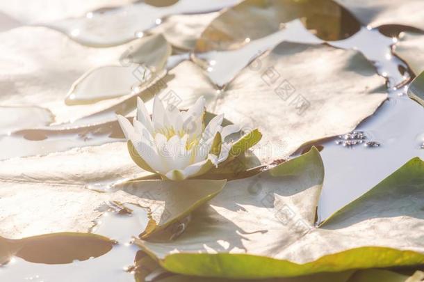 白色的水百合花向水表面.水百合花reflecti向采用怀特