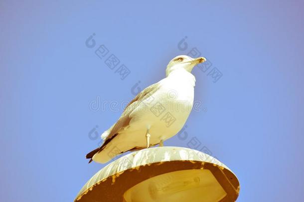 海鸥向一l一mp邮件