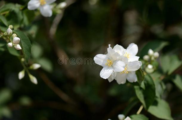 愚弄桔子山梅花白色的花向一明亮的夏d一y