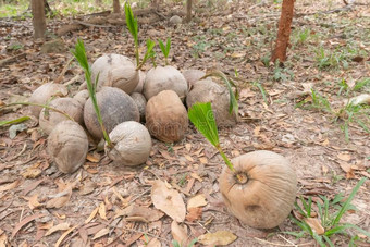 年幼的椰子,年幼的椰子,小的椰子胜利,椰子种子图片