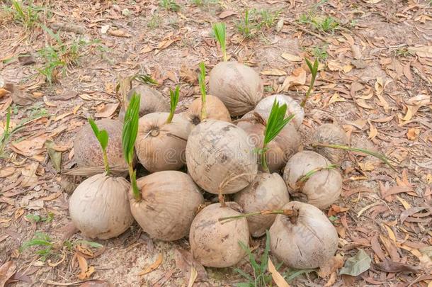 年幼的椰子,年幼的椰子,小的椰子胜利,椰子种子