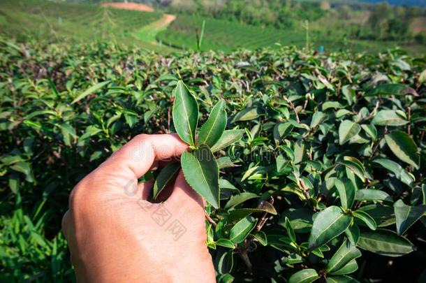 绿色的茶水花园