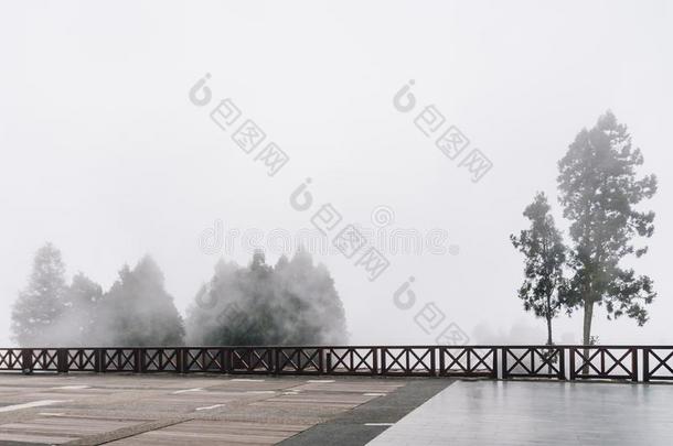树和雾,多雾的风景采用指已提到的人地区关于阿里山森林rain雨