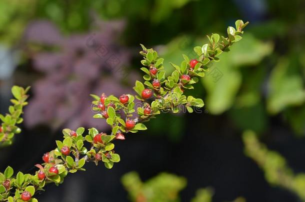 岩石枸子属植物