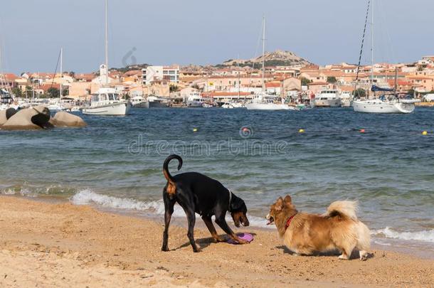 组关于公狗演奏向公狗友好的海滩在近处钯金,萨迪尼