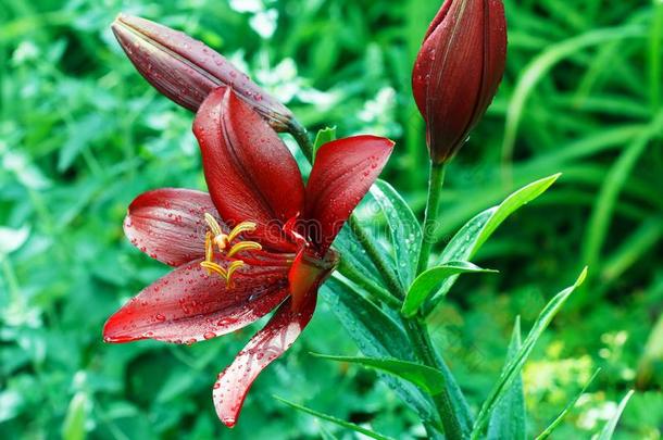 红色的百合花花和落下关于水珠落下关于水珠采用花园